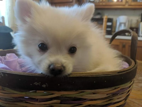  volpino della pomerania subito disponibili  | Foto 0