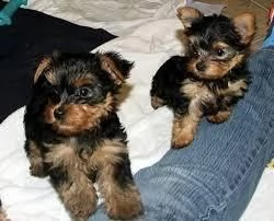 cuccioli di yorkshire terrier