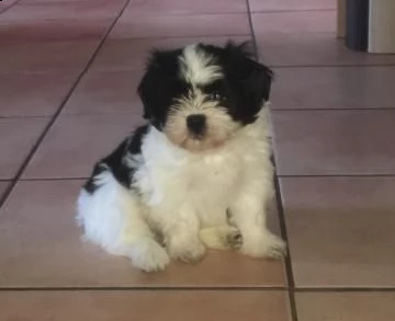 cuccioli di shitzu 