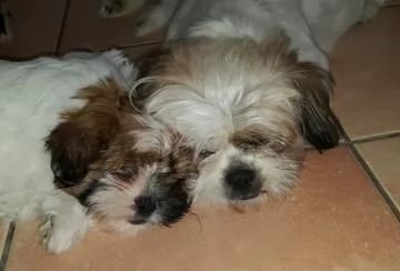 cuccioli di shitzu  | Foto 0