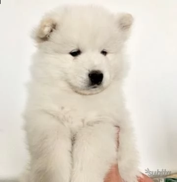 cuccioli samoiedo