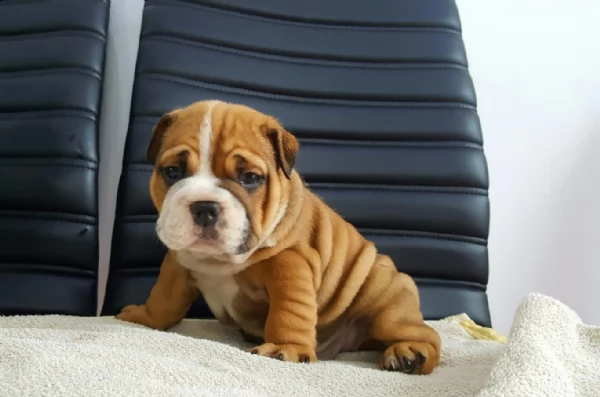 bulldog inglese con pedigree 3 mesi | Foto 1