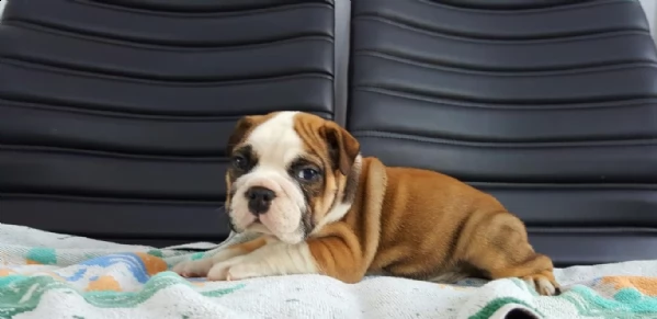 bulldog inglese con pedigree 3 mesi | Foto 0