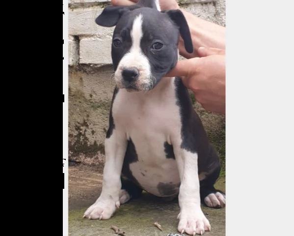 american pit bull terrier  | Foto 1