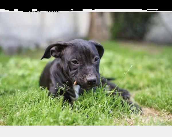 american pit bull terrier  | Foto 0