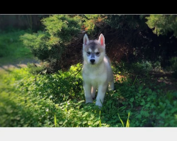 husky con pedigree e occhi eterocromi | Foto 0