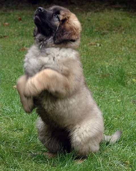 cuccioli leonberger alta genealogia
