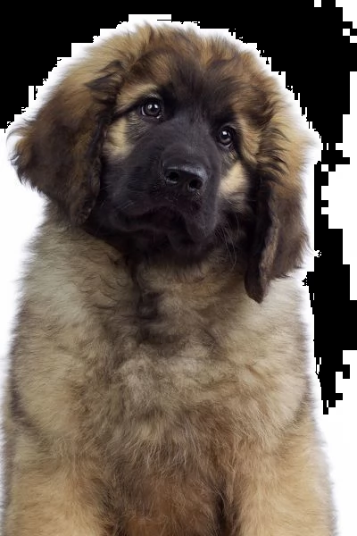 cuccioli leonberger alta genealogia | Foto 1