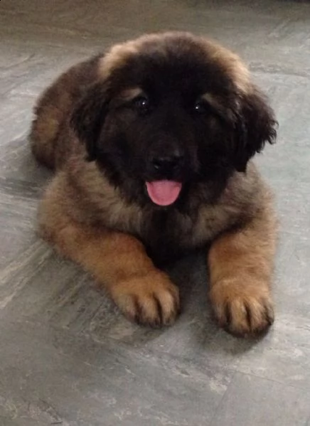 cuccioli leonberger alta genealogia | Foto 0