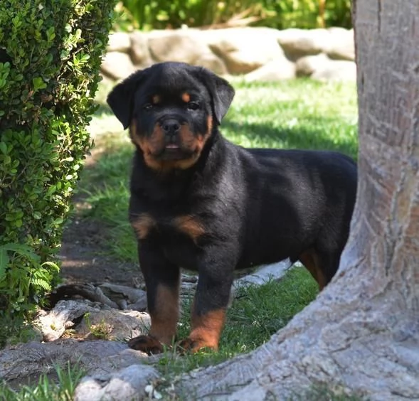 cuccioli rottweiler di circa tre mesi