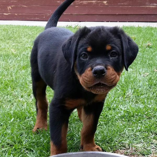 cuccioli rottweiler di circa tre mesi | Foto 2