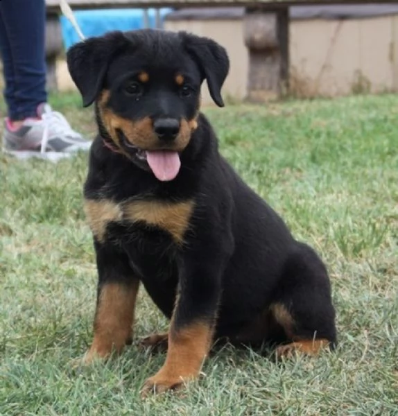 cuccioli rottweiler di circa tre mesi | Foto 1