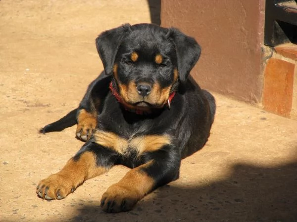 cuccioli rottweiler di circa tre mesi | Foto 0