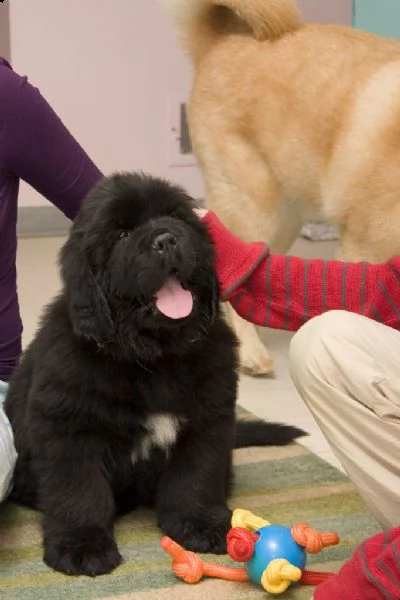 cuccioli di terranova disponibili | Foto 1