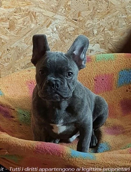 bouledogue blu.... spettacolari e rarissimi