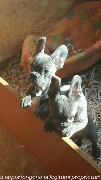 bouledogue blu.... spettacolari e rarissimi | Foto 0