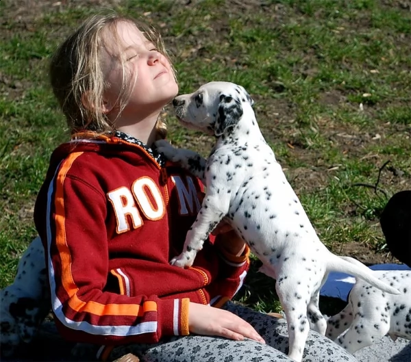 cuccioli di dalmata | Foto 0