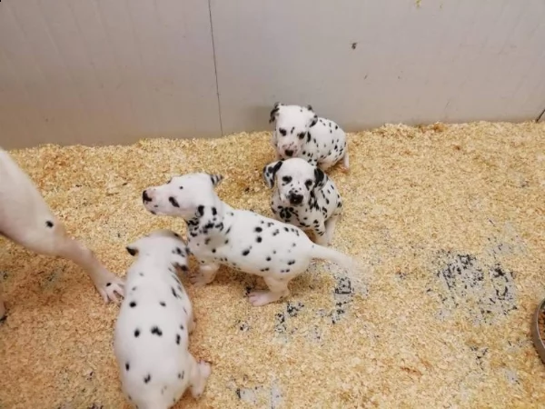 cuccioli di dalmata