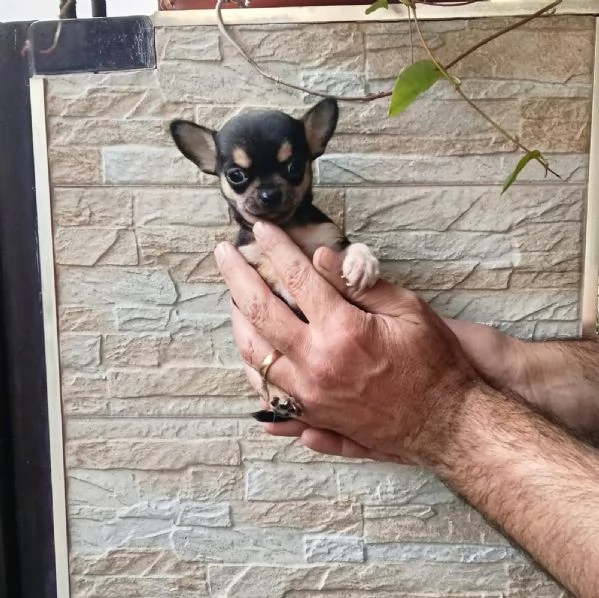 Cucciolo di Chihuahua