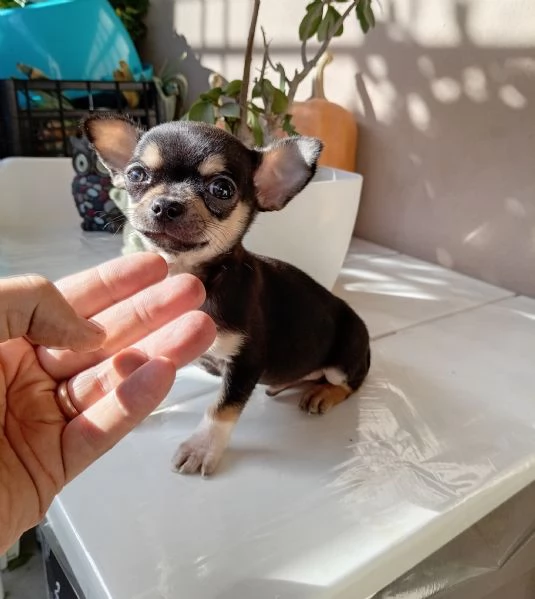 Cucciolo di Chihuahua