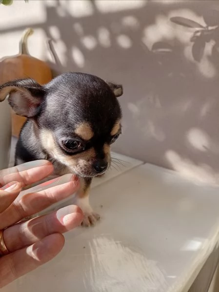 Cucciolo di Chihuahua | Foto 3