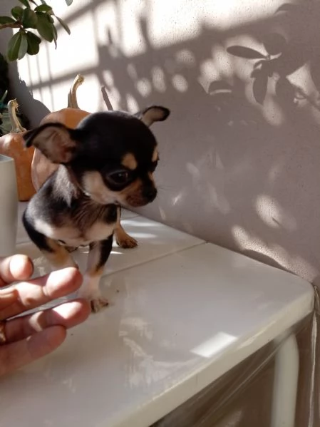 Cucciolo di Chihuahua | Foto 0