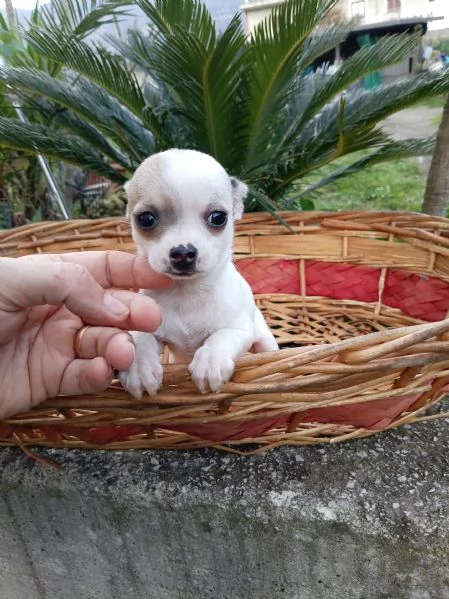 Cuccioli di Chihuahua | Foto 2