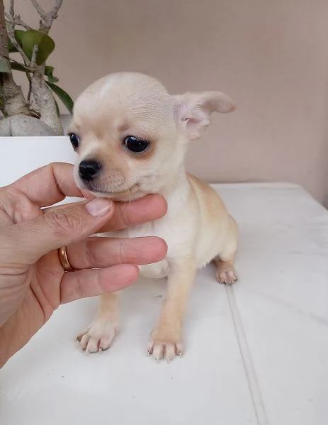Cuccioli di Chihuahua | Foto 1