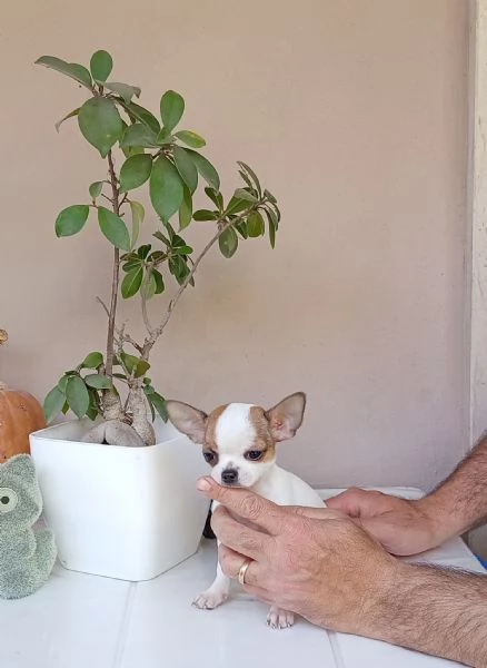 Cuccioli di Chihuahua toy | Foto 0