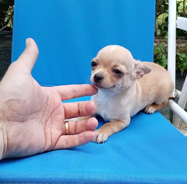 Cuccioli di Chihuahua toy | Foto 3