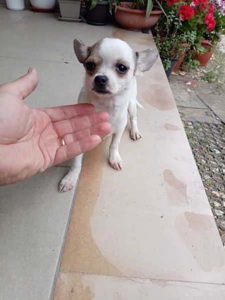 Cuccioli di Chihuahua toy | Foto 1
