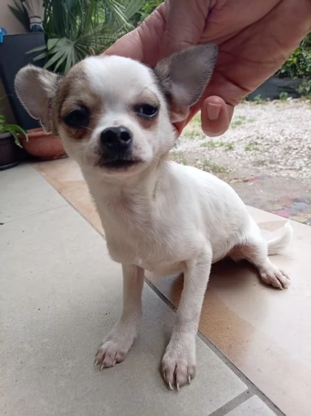 Cuccioli di Chihuahua toy