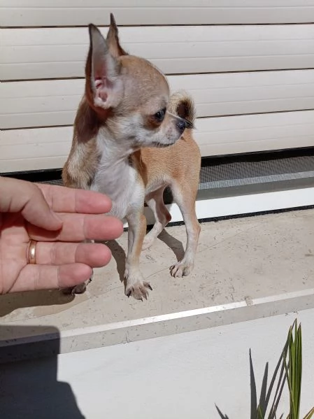 Cucciola di c'ho mini toy | Foto 1