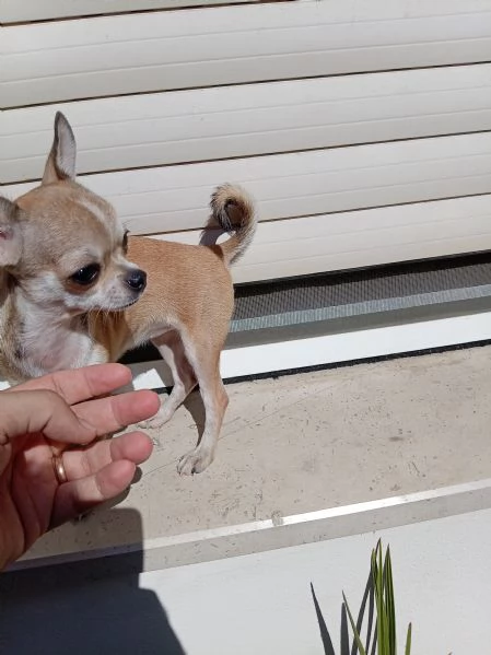 Cucciola di c'ho mini toy | Foto 0