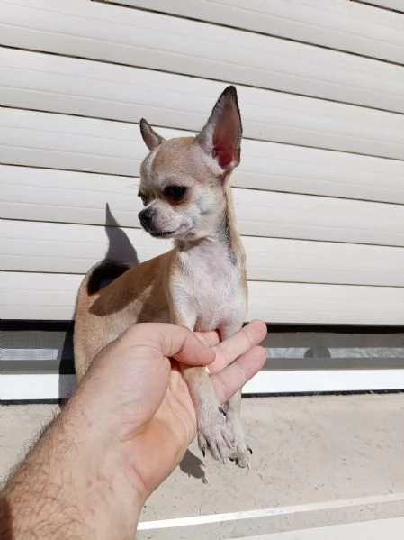 Cucciola di c'ho mini toy
