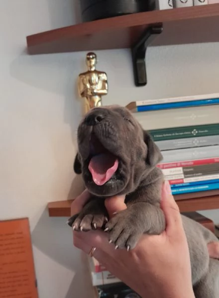 Cuccioli di Alano Blu | Foto 2