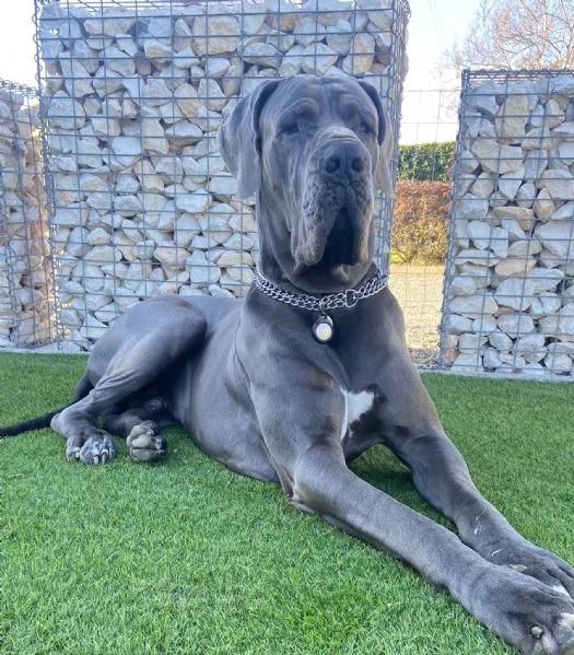 Cuccioli di Alano Blu