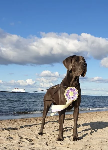 Cuccioli di Alano Blu | Foto 1