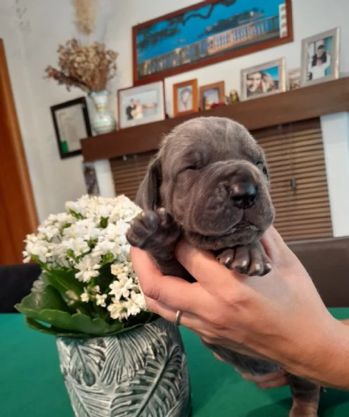 Cuccioli di Alano Blu | Foto 0