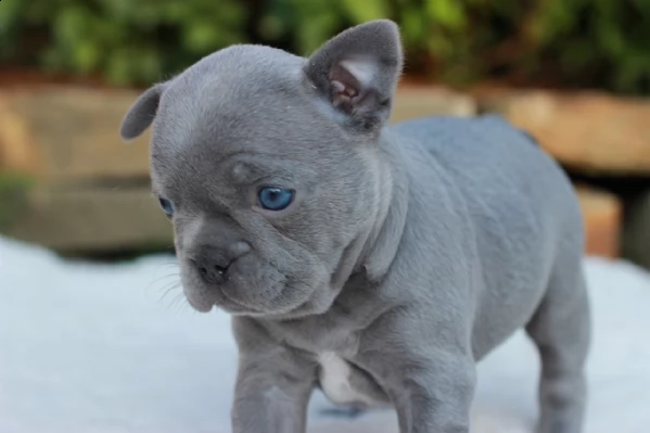 cucciolo di bouledogue francese