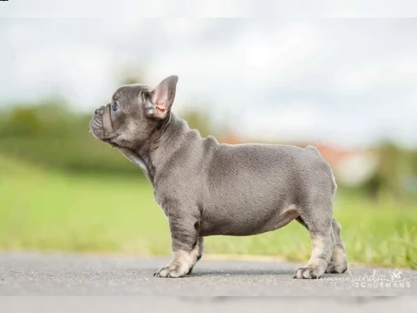 cucciolo di bouledogue francese | Foto 0