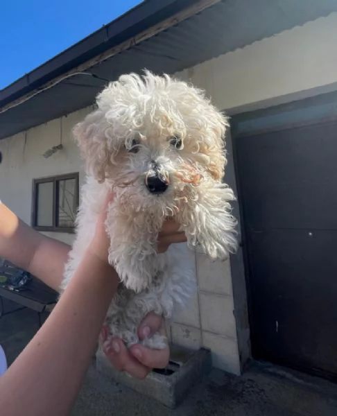 Barboncino (privato)