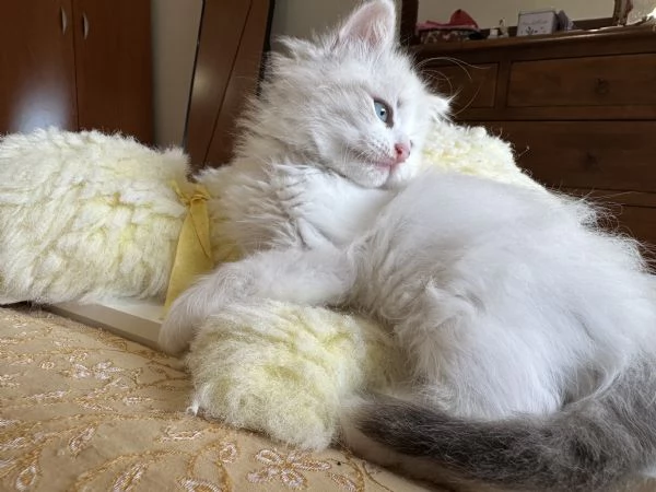 Allevamento siberiani neva masquerade  | Foto 10