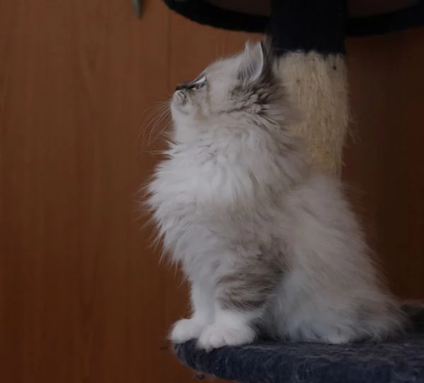 Allevamento siberiani neva masquerade  | Foto 8