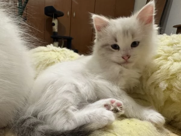 Allevamento siberiani neva masquerade  | Foto 7