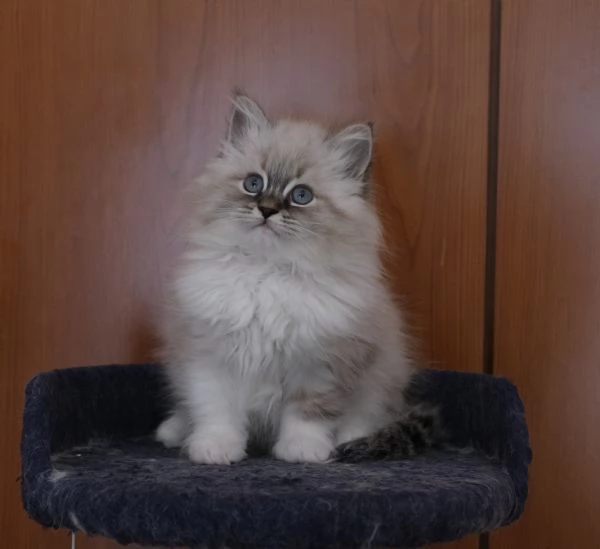 Allevamento siberiani neva masquerade  | Foto 5