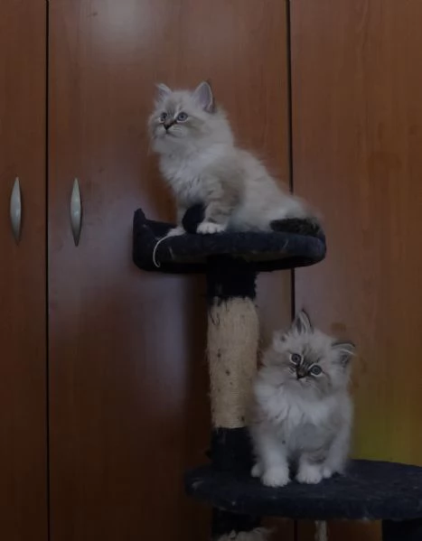 Allevamento siberiani neva masquerade  | Foto 4