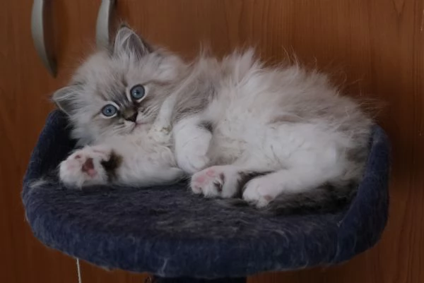 Allevamento siberiani neva masquerade  | Foto 1