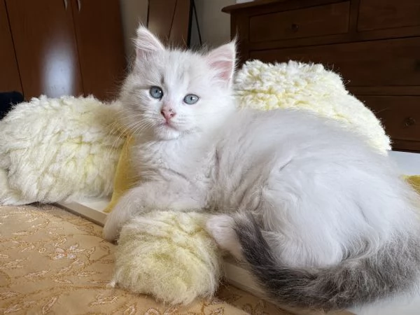 Allevamento siberiani neva masquerade 