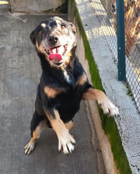 FIGARO dolce cagnolino cerca casa - adozione canile di Latina | Foto 0